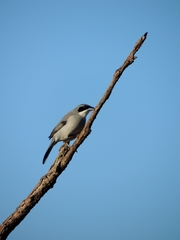 Neothraupis fasciata