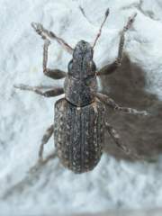 Sitona californius