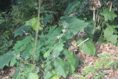 Solanum stramoniifolium