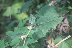 Solanum stramoniifolium