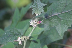 Solanum stramoniifolium