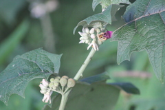 Solanum stramoniifolium