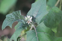 Solanum stramoniifolium