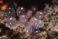 Clavelina pseudobaudinensis