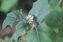 Solanum stramoniifolium