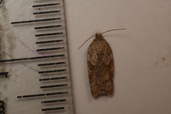 Acleris stadiana