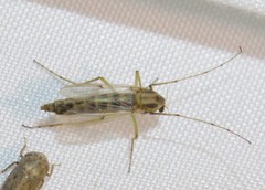 Chironomus crassicaudatus