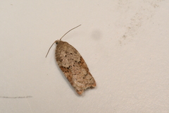 Acleris stadiana