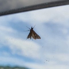 Lepidoptera