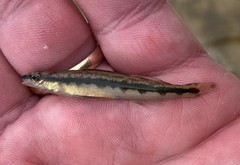 Percina smithvanizi