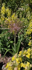 Allium schubertii