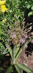Allium schubertii
