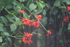 Pseudogynoxys benthamii