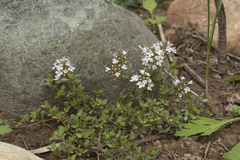Thymus altaicus