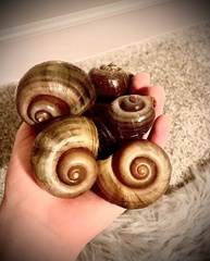 Pomacea canaliculata