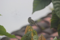 Tolmomyias