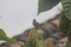 Tolmomyias