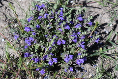 Scutellaria wrightii