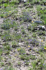 Scutellaria wrightii