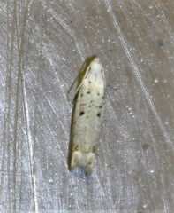 Epiblema separationis