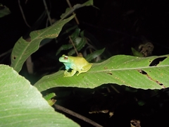 Aplastodiscus lutzorum