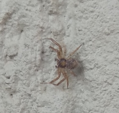 Indoxysticus