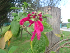Salvia quitensis