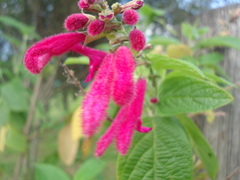 Salvia quitensis