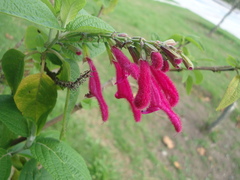 Salvia quitensis