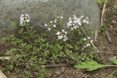 Thymus altaicus