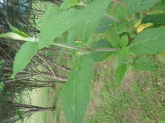 Salvia quitensis