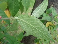 Salvia quitensis
