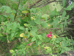 Salvia quitensis