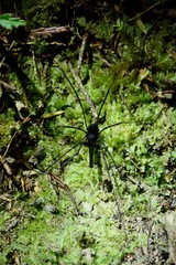 Pantopsalis albipalpis