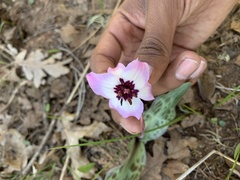 Erythronium hendersonii