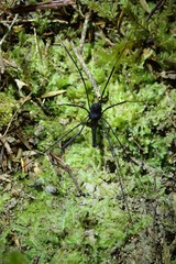 Pantopsalis albipalpis