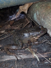 Leptodactylus colombiensis