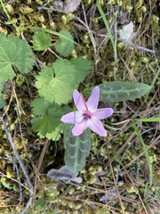 Erythronium hendersonii