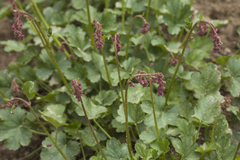 Heuchera pulchella