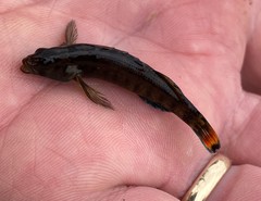 Etheostoma chuckwachatte