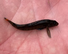 Etheostoma chuckwachatte