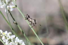 Merocoris curtatus