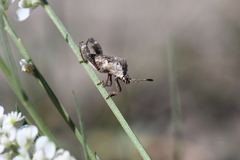 Merocoris curtatus