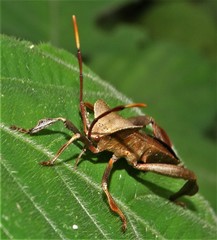 Phyllogonia limosa