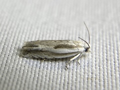 Eucosma striatana