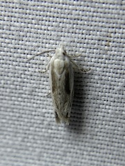 Eucosma striatana