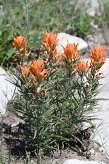 Castilleja lindheimeri
