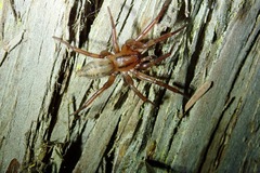 Notiodrassus distinctus