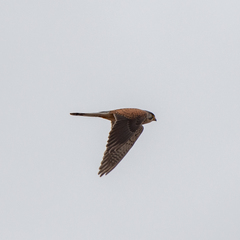 Falco tinnunculus