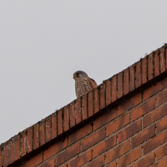 Falco tinnunculus